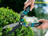 Dịch vụ cắt tỉa cây Phú Quốc Dragon tại Đồng Nai Dịch vụ cắt tỉa cây Phú Quốc Dragon tại Đồng Nai