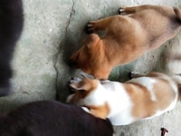 Bầy chó con 2 tháng tuổi cần về chủ mới Bầy chó con 2 tháng tuổi cần về chủ mới