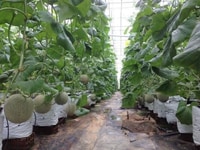Bán đất vườn sổ hồng chính chủ trong trang trại Văn Minh Bán đất vườn sổ hồng chính chủ trong trang trại Văn Minh