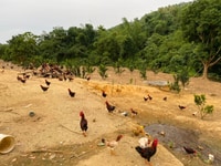 Bán 5200m2 đất thổ cư làm nhà vườn nghỉ dưỡng siêu đẹp tại Kim Bôi Bán 5200m2 đất thổ cư làm nhà vườn nghỉ dưỡng siêu đẹp tại Kim Bôi