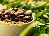 Cung cấp cà phê rang xay nguyên chất tại Bình Dương Cung cấp cà phê rang xay nguyên chất tại Bình Dương