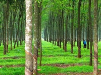 Bán gấp 13,8ha cao su Xuân Hoà-Xuân Lộc-Đồng Nai Bán gấp 13,8ha cao su Xuân Hoà-Xuân Lộc-Đồng Nai