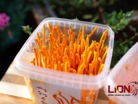 Đông Trùng Hạ Thảo LION Cần Thơ Đông Trùng Hạ Thảo LION Cần Thơ