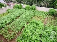 Cần bán Gấp Đất Chính Chủ 2400M2 nằm ngay vành đai kcn becamex, SHR Cần bán Gấp Đất Chính Chủ 2400M2 nằm ngay vành đai kcn becamex, SHR