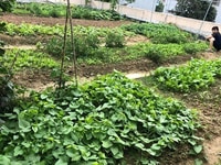 Cần Bán Gấp Đất Chính Chủ 2400M2 nằm ngay vành đai kcn becamex, SHR Cần Bán Gấp Đất Chính Chủ 2400M2 nằm ngay vành đai kcn becamex, SHR