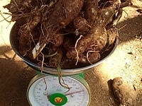 Giống khoai môn sáp ruột vàng Giống khoai môn sáp ruột vàng