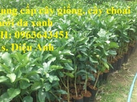 Cung cấp cây giống, cây choai bưởi da xanh ruột hồng F1 chuẩn, uy tín, Cung cấp cây giống, cây choai bưởi da xanh ruột hồng F1 chuẩn, uy tín,