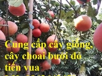 Bán cây giống, cây choai bưởi đỏ luận văn, bưởi tiến vua, bưởi vỏ đỏF1 Bán cây giống, cây choai bưởi đỏ luận văn, bưởi tiến vua, bưởi vỏ đỏF1