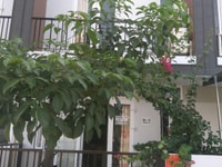Cho thuê nhà đầy đủ nội thất khu đô thị Cát tường phú sinh Cho thuê nhà đầy đủ nội thất khu đô thị Cát tường phú sinh