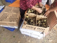 Trại gà giống gà ta thả vườn bình dương Trại gà giống gà ta thả vườn bình dương