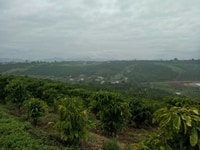 Chính chủ, 280m2, ngay trung tâm p. Blao, tp Bảo Lộc, chỉ 3,2trm2 Chính chủ, 280m2, ngay trung tâm p. Blao, tp Bảo Lộc, chỉ 3,2trm2