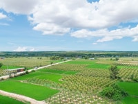 Bán đất trang trại sổ đỏ Bình Thuận, gần 2 tuyến liên huyện, đường trê Bán đất trang trại sổ đỏ Bình Thuận, gần 2 tuyến liên huyện, đường trê