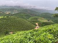 Cần bán 1,1 mẫu đất view đồi tuyệt đẹp ngay Blaosere xã đại lào thành Cần bán 1,1 mẫu đất view đồi tuyệt đẹp ngay Blaosere xã đại lào thành