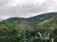 Bán đât trạm hành view đồi thông Bán đât trạm hành view đồi thông
