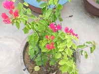 Cần gấp 3 nữ đi làm ngay tại Hội An và Đà Nẵng Cần gấp 3 nữ đi làm ngay tại Hội An và Đà Nẵng