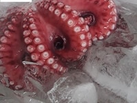 Bạch tuộc hấp kiểu nhật cho nhà hàng sashimi, sushihi Bạch tuộc hấp kiểu nhật cho nhà hàng sashimi, sushihi