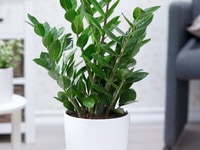 Bán Cây Kim Tiền giá rẻ khu vực Hà Nội - Tài Lộc May Mắn Bán Cây Kim Tiền giá rẻ khu vực Hà Nội - Tài Lộc May Mắn