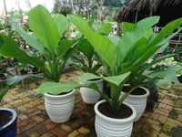 Bán cây Đại Phú Gia đẹp giá rẻ Bán cây Đại Phú Gia đẹp giá rẻ