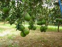 Đất xã túc trưng Huyện Định Quán - Đồng Nai 200 triệu/sào. Đất xã túc trưng Huyện Định Quán - Đồng Nai 200 triệu/sào.