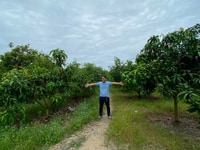 Nhà có việc nên cần bán bớt 6000m2, có thể bán lẻ. Nhà có việc nên cần bán bớt 6000m2, có thể bán lẻ.