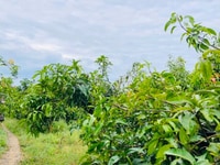 Đất vườn huyện Định Quán 1000m2 Đất vườn huyện Định Quán 1000m2