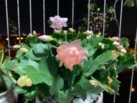 Cần tìm nam làm vườn chăn nuôi Cần tìm nam làm vườn chăn nuôi