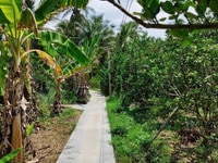 Đất Vuờn Xã Nhơn Thạnh Tp Bến Tre 1980m2🌴 Đất Vuờn Xã Nhơn Thạnh Tp Bến Tre 1980m2🌴