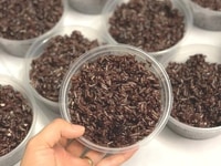 Tìm Nhà phân phối & đại lý Gạo lứt Trên toàn quốc Tìm Nhà phân phối & đại lý Gạo lứt Trên toàn quốc