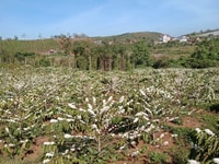 Khai xuân bung sổ 2ha đất trao tay, Thuận Hà, Đắk Song Khai xuân bung sổ 2ha đất trao tay, Thuận Hà, Đắk Song