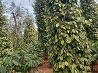 Sang sổ 1,5ha đất tiêu, cà phê Thuận Hà, Đắk Song Sang sổ 1,5ha đất tiêu, cà phê Thuận Hà, Đắk Song
