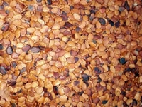 Chuyên cung cấp hạt giống hạt giống cây. Trắc đỏ giống cây quý hiếm Chuyên cung cấp hạt giống hạt giống cây. Trắc đỏ giống cây quý hiếm