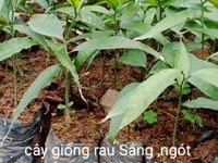 Bán cây giống rau sắng (rau ngót rừng) đúng chủng loại, giao toàn quốc Bán cây giống rau sắng (rau ngót rừng) đúng chủng loại, giao toàn quốc