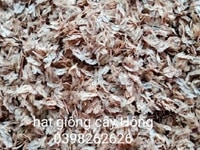 Bán hạt giống cây Hông. Chất lượng cao loài cây lớn cực nhanh Bán hạt giống cây Hông. Chất lượng cao loài cây lớn cực nhanh