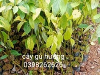 Bán cây giống gù hương (xá xị) có nguồn gốc rõ ràng, giao toàn quốc Bán cây giống gù hương (xá xị) có nguồn gốc rõ ràng, giao toàn quốc