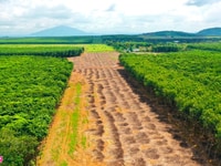 Bán đất Tiến Thành, nằm trên đường Dẫn cao tốc Dầu Dây - Phan Thiết Bán đất Tiến Thành, nằm trên đường Dẫn cao tốc Dầu Dây - Phan Thiết