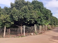💥 Bán Đất Biệt Thự Vườn 1000m2 gần ngã tư Dầu Giây. 💥 💥 Bán Đất Biệt Thự Vườn 1000m2 gần ngã tư Dầu Giây. 💥