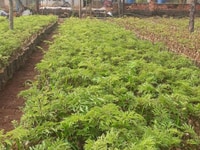 Cây đinh lăng giống nếp lá nhỏ Cây đinh lăng giống nếp lá nhỏ