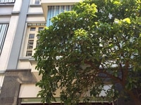 Bán nhà Phố Đặng Văn Ngữ, Phạm Ngọc Thạch, 65m2 x 5 tầng, 10,2 tỷ Bán nhà Phố Đặng Văn Ngữ, Phạm Ngọc Thạch, 65m2 x 5 tầng, 10,2 tỷ