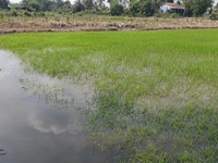 Cần bán 6000 đất lúa MT bờ kênh H.Thủ Thừa Cần bán 6000 đất lúa MT bờ kênh H.Thủ Thừa