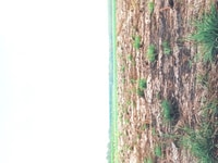 Đất 1000m2 mặ tiền 239 - đường nhựa - đại lộ phía tây ql13 Đất 1000m2 mặ tiền 239 - đường nhựa - đại lộ phía tây ql13