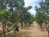 3755m2 trang trại vườn bưởi và cam đang thu hoạch năng xuất cao 3755m2 trang trại vườn bưởi và cam đang thu hoạch năng xuất cao