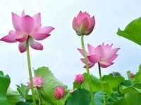 Nhận vệ sinh nhà cửa, nhà gia đình theo giờ Nhận vệ sinh nhà cửa, nhà gia đình theo giờ