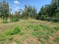 Do tuổi già, về quê định cư bác tôi nhượng lại 2000m2 đất, 370TR Do tuổi già, về quê định cư bác tôi nhượng lại 2000m2 đất, 370TR