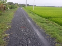 Đất trồng cây lâu nam mặt tiền ô tô Đất trồng cây lâu nam mặt tiền ô tô