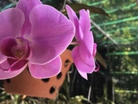 Bán 4376m2 đất cam hải tây, cam lâm, khánh hoà. Bán 4376m2 đất cam hải tây, cam lâm, khánh hoà.