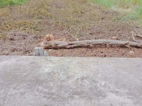Đất Đường ô Tô Phú Nhuận TP BẾN TRE 129m2 Đất Đường ô Tô Phú Nhuận TP BẾN TRE 129m2