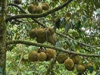 Cần cố lại vườn sầu riêng đang chuẩn bị làm trái Cần cố lại vườn sầu riêng đang chuẩn bị làm trái