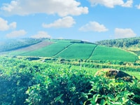 Cao Tốc, Khí Hậu, View Đẹp, Sổ Hồng Riêng, Tp Bảo Lộc Sáng Đầu Tư Cao Tốc, Khí Hậu, View Đẹp, Sổ Hồng Riêng, Tp Bảo Lộc Sáng Đầu Tư