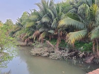 Bán đất vườn MT đường số 5 phường Long Phước Bán đất vườn MT đường số 5 phường Long Phước