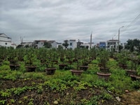 Giá sập hầm, chuyển nhượng lô góc khu trảng kèo Hội An Giá sập hầm, chuyển nhượng lô góc khu trảng kèo Hội An